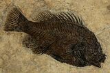Beautifully Detailed Fossil Fish (Cockerellites) - Wyoming #327962-1